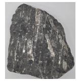 Orthocerus Fossil in Marble Slab - 8 x 10 in Display Piece