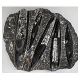 MP - Orthoseras Fossils Marble Slab - 8.5 x 9.5 in Natural Display Piece