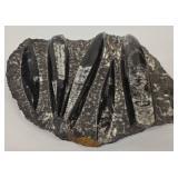 MP - Orthoseras Fossils Marble Slab - 8.5 x 9.5 in Natural Display Piece