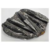 MP - Orthoseras Fossils Marble Slab - 8.5 x 9.5 in Natural Display Piece