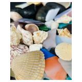 Shells & Sea Glass Assortment - Beach Craft Supplies