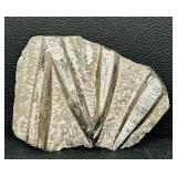 Orthoceras Fossil Slab 8x6 in - Cone-Shaped Cephalopod Shells in Gray Matrix