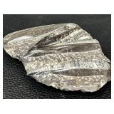 Orthoceras Fossil Slab 8x6 in - Cone-Shaped Cephalopod Shells in Gray Matrix