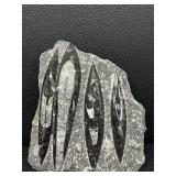 Orthoceras Fossil Slab - Multiple Cones in Gray Limestone Matrix