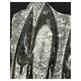 Orthoceras Fossil Slab - Multiple Cones in Gray Limestone Matrix