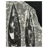 Orthoceras Fossil Slab - Multiple Cones in Gray Limestone Matrix