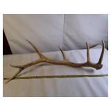 Bull Elk Collectible shed antler - large
