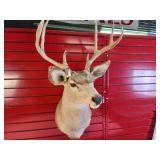 Taxidermy Shoulder mount of a Deer