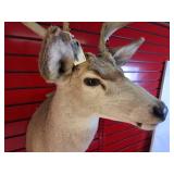Taxidermy Shoulder mount of a Deer