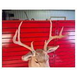 Taxidermy Shoulder mount of a Deer