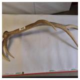 Large Single bull elk shed antler.