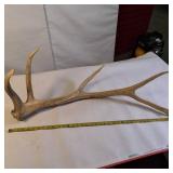 Large Single bull elk shed antler.