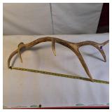 Single elk antler shed (Large)