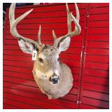 Whitetail deer shoulder taxidermy mount, featuring a rack measuring approximately 19 inches across its widest part