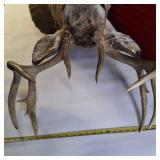Whitetail deer shoulder taxidermy mount, featuring a rack measuring approximately 19 inches across its widest part