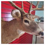 Nice taxidermy shoulder mount of a male White-tailed deer