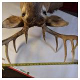 Nice taxidermy shoulder mount of a male White-tailed deer