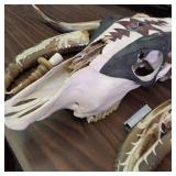 This item is a decorative collectible hand-painted cow skull adorned with Native American-inspired artwork and associated horn accessories.