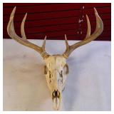 Taxidermy European mount featuring a white-tailed deer skull and antlers, commonly used as home decor.