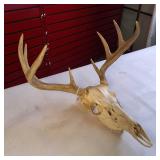 Taxidermy European mount featuring a white-tailed deer skull and antlers, commonly used as home decor.