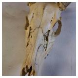 Taxidermy European mount featuring a white-tailed deer skull and antlers, commonly used as home decor.