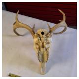 Taxidermy European mount featuring a white-tailed deer skull and antlers, commonly used as home decor.