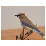 Cedar Waxwing Perched on a Branch theme by Paul Thompson (8/91) ##29 Hand Carved Figurine