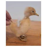 Taxidermy Duckling by Golden Leaf (Shanghai China)