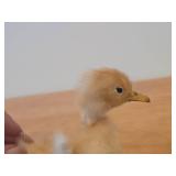 Taxidermy Duckling by Golden Leaf (Shanghai China)