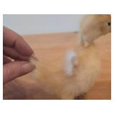 Taxidermy Duckling by Golden Leaf (Shanghai China)