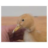 Taxidermy Duckling by Golden Leaf (Shanghai China)