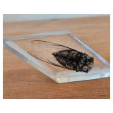 Real Cicada Specimen Preserved in Clear Resin in the Shape of a Diamond
