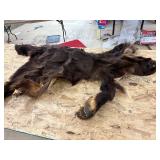 Bear skin