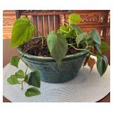 DR - Live Plant in 4-Inch Pot - Trailing Houseplant