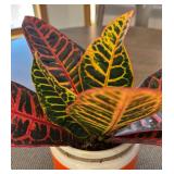 K - Croton Petra Variegated Live Plant