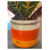 K - Croton Petra Variegated Live Plant