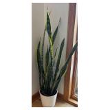 FE - Sansevieria Trifasciata Laurentii - Variegated Snake Plant