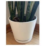 FE - Sansevieria Trifasciata Laurentii - Variegated Snake Plant