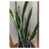 FE - Sansevieria Trifasciata Laurentii - Variegated Snake Plant
