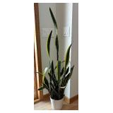 FE - Live Plant - Variegated Leaves in White Pot