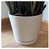 FE - Live Plant - Variegated Leaves in White Pot