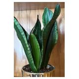 LR - Snake Plant Sansevieria Trifasciata In Gold Ribbed Planter