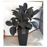P - Live Ficus elastica Rubber Plant