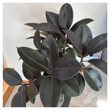 P - Live Ficus elastica Rubber Plant