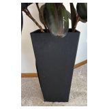 P - Live Ficus elastica Rubber Plant