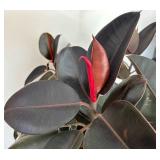 P - Live Ficus Elastica Burgundy Rubber Plant