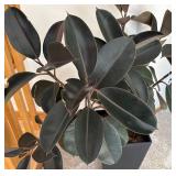 P - Live Rubber Plant Ficus Elastica