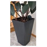 P - Live Rubber Plant Ficus Elastica