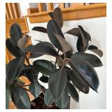 P - Live Rubber Plant Ficus Elastica