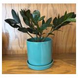 LR - Live ZZ Plant (Zamioculcas zamiifolia) in Turquoise Ceramic Pot
